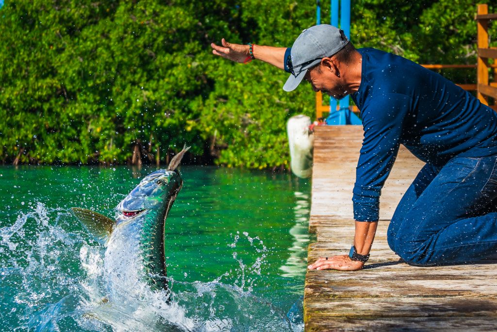 A visitor hand-feeding a large silver tarpon at the Tarpon View Dock in Caye Caulker, Belize.